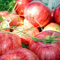 Фестиваль Антоновские яблоки в Ельце